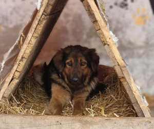 Adopter Orion