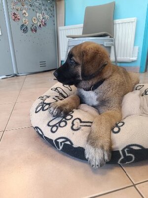 Adopter Orion