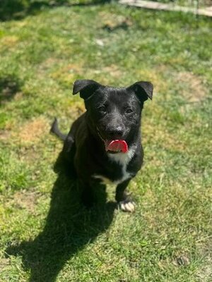 Adopter Orion