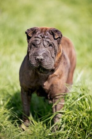Adopter Orka