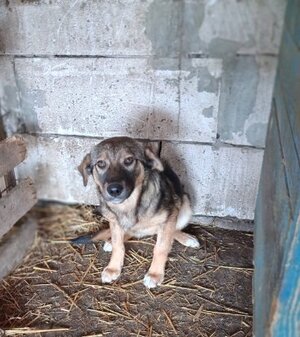 Adopter Orma