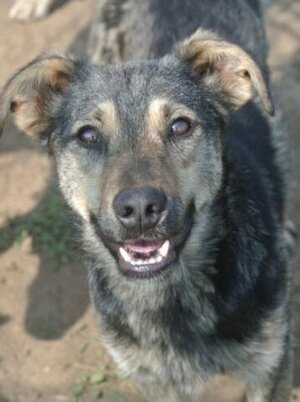 Adopter Othello