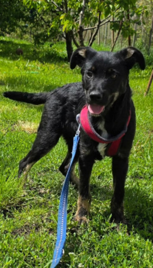 Adopter Othello