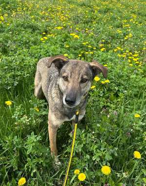 Adopter Otto