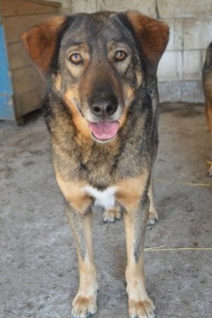 Adopter Ouzo