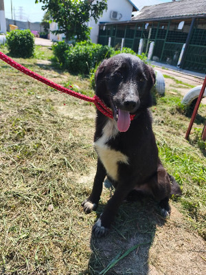 Adopter Ozzy