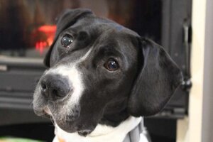 Adopter Pacha