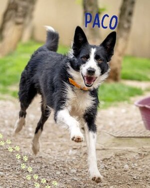 Adopter Paco