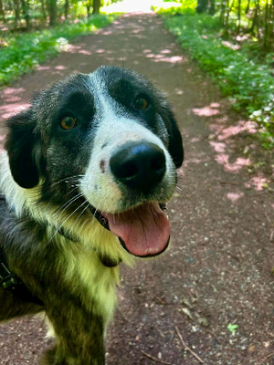 Adopter Paddy