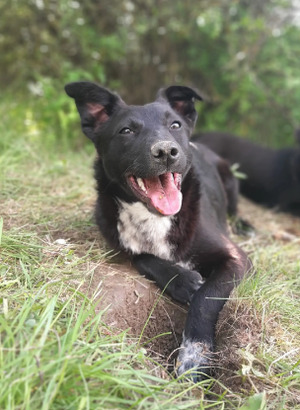 Adopter Pallina