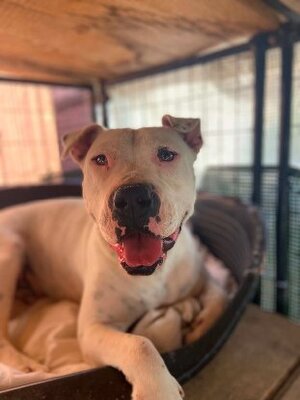 Adopter Palma