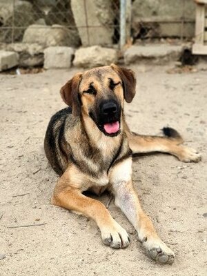 Adopter Palmira