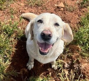 Adopter Pancake