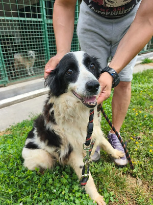 Adopter Panini