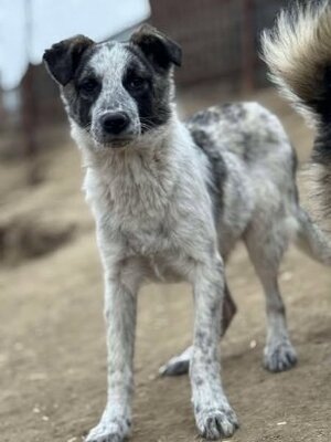 Adopter Pansy