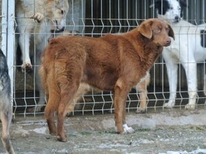 Adopter Parker