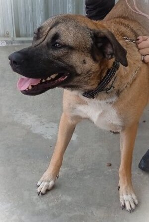 Adopter Parker