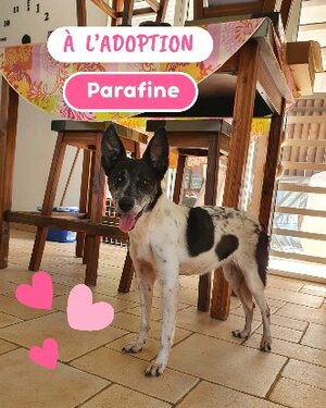 Adopter Parrafine