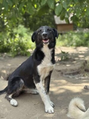 Adopter Paska