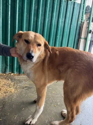 Adopter Passy