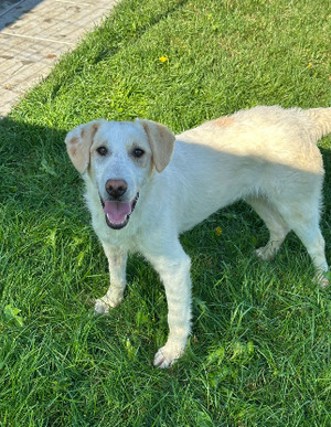 Adopter Patrick