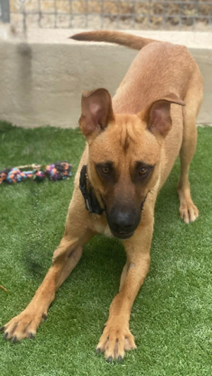 Adopter Patrik