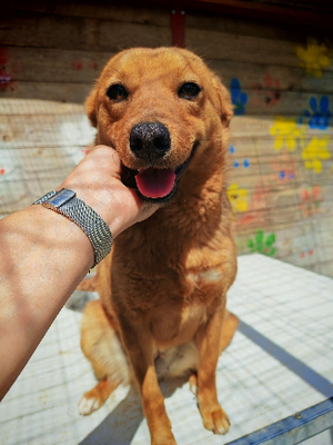 Adopter Paz