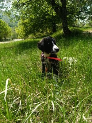 Adopter Peach