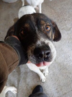 Adopter Peanuts