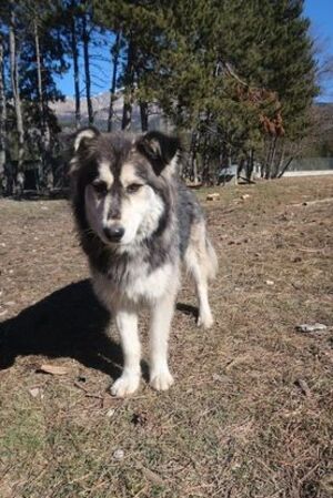Adopter Pearly