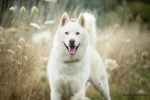 Adopter Pégase