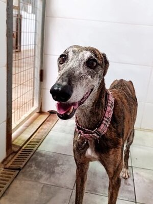 Adopter Pepa