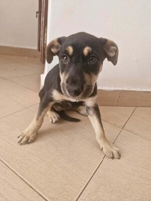 Adopter Pépita