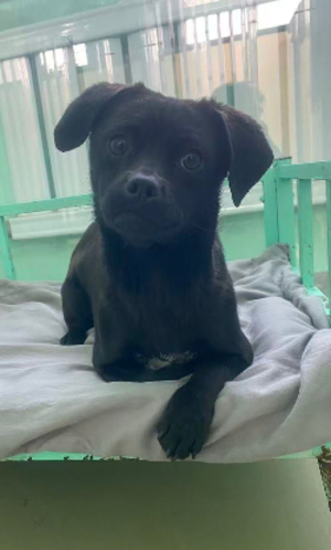 Adopter Pepsi