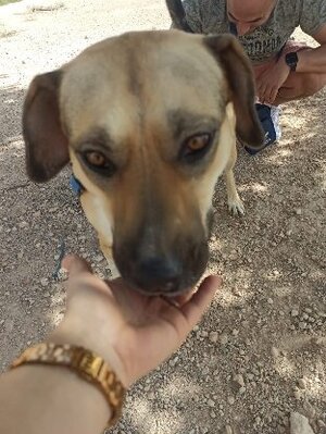 Adopter Perma