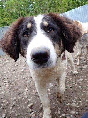Adopter Persil