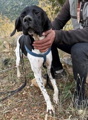 Adopter Pesto