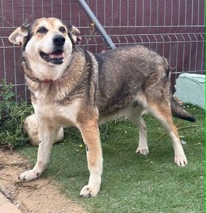 Adopter Petunia