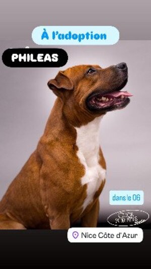 Adopter Phileas