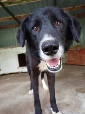 Adopter Philo
