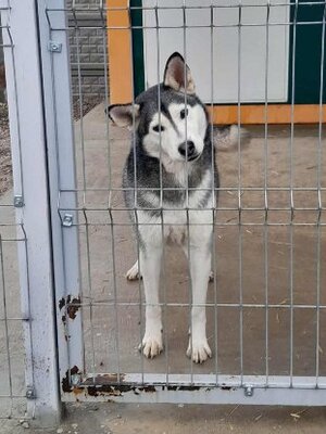 Adopter Phoenix