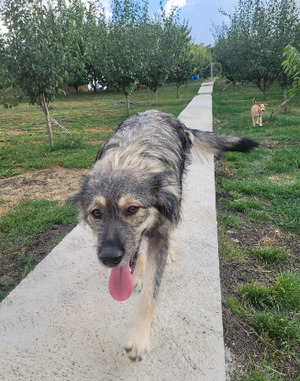 Adopter Picassio