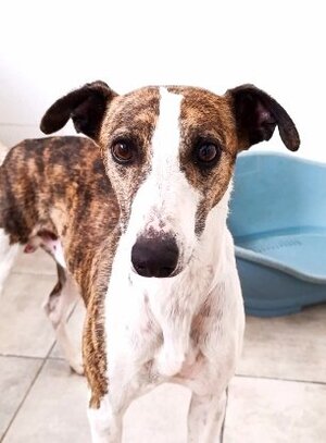 Adopter Picolo
