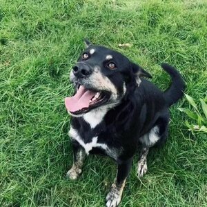 Adopter Piki