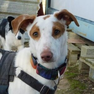 Adopter Pincel