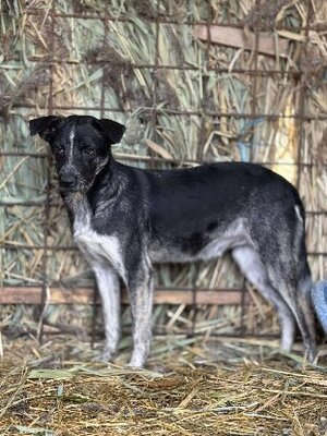 Adopter Pingo