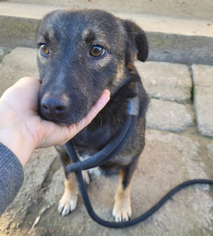 Adopter Pipp