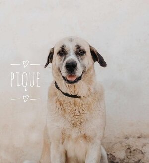 Adopter Piqué