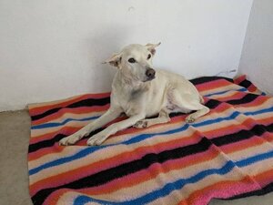 Adopter Pistole