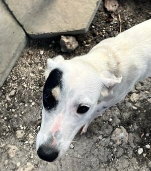 Adopter Pitchoune